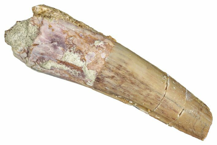 Bargain, Fossil Spinosaurus Tooth - Real Dinosaur Tooth #268157